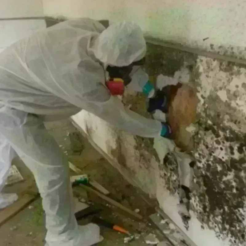 Best Mold Remediation and Removal Service in McKinleyville, CA